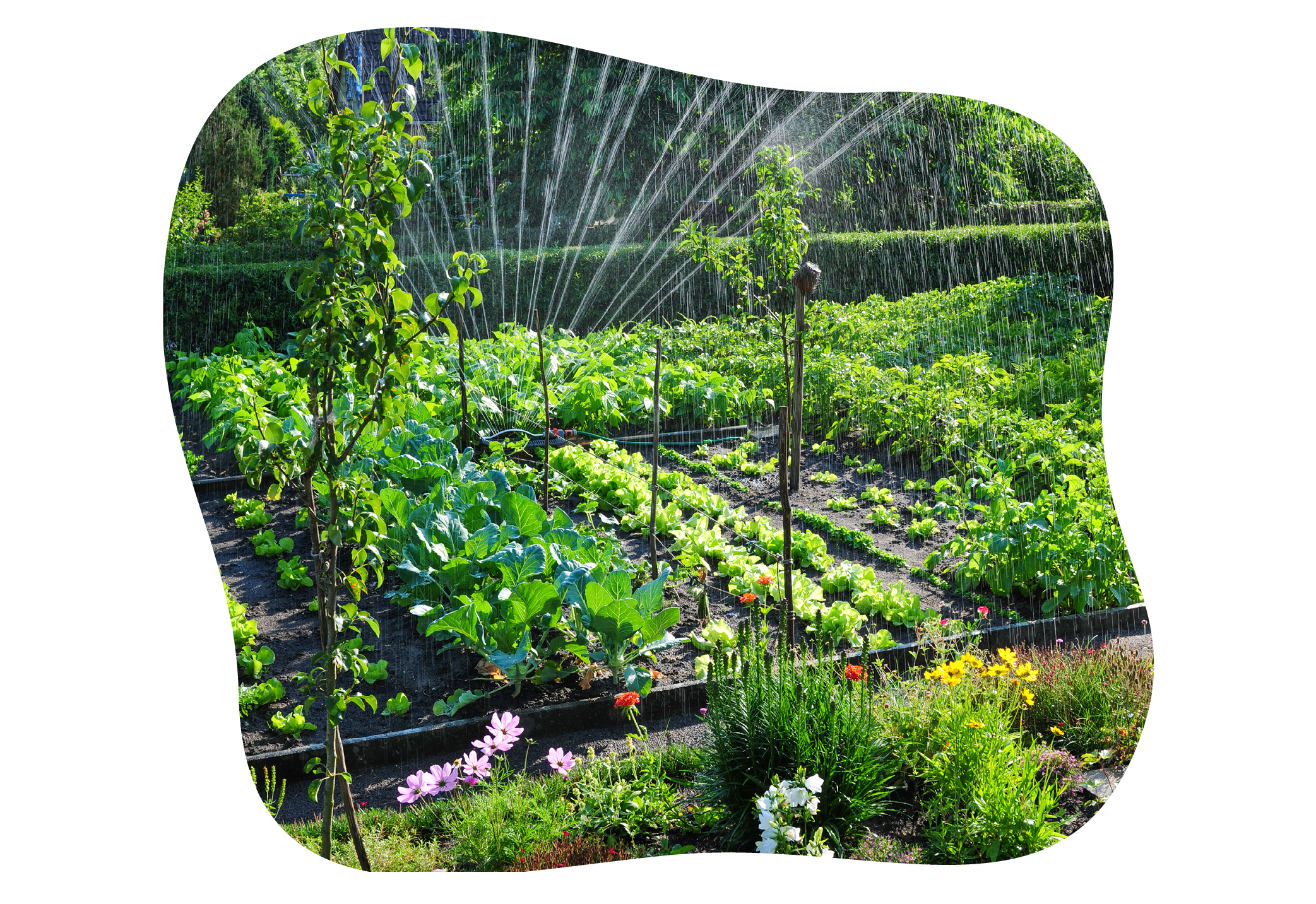 sommer_gießtipps-im-gartencenter-kiefl-in-gauting-bei-muenchen_2.png