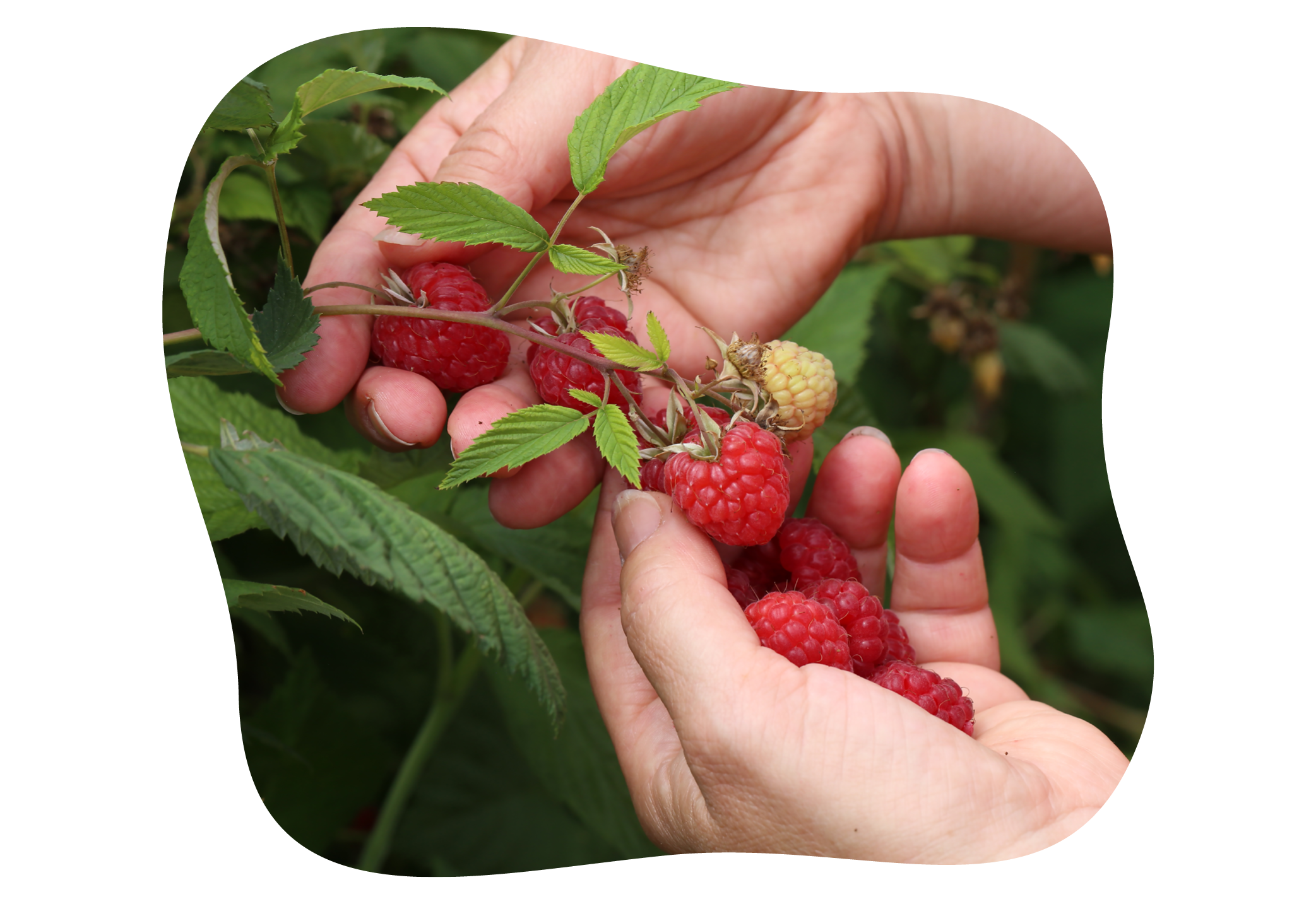 beeren_ernten_gemuesegarten_juli_kiefls_welt_in_gauting_bei_muenchen_.png