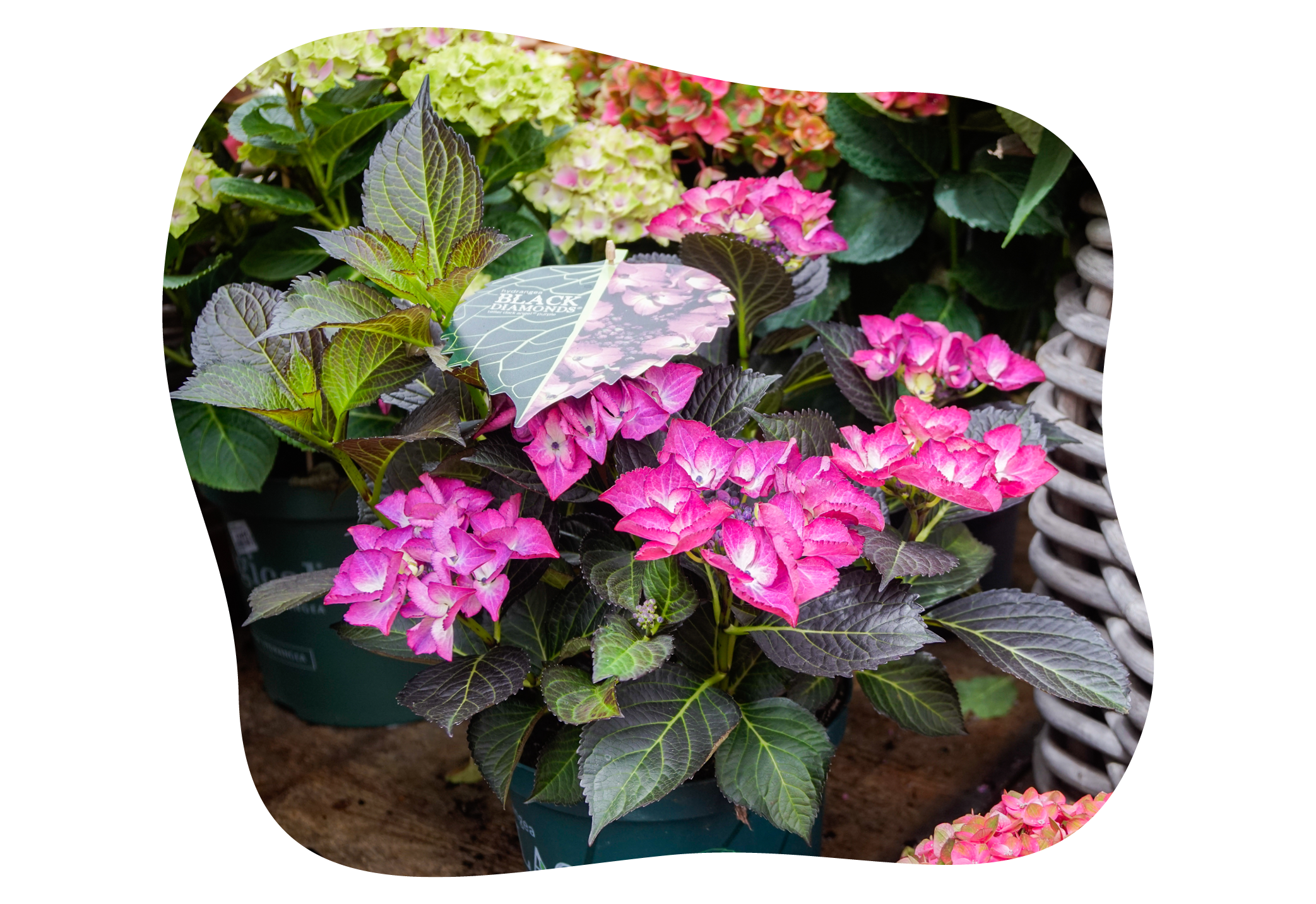 hortensie_black_diamonds_juli_kiefls_welt_in_gauting_bei_muenchen_1.png