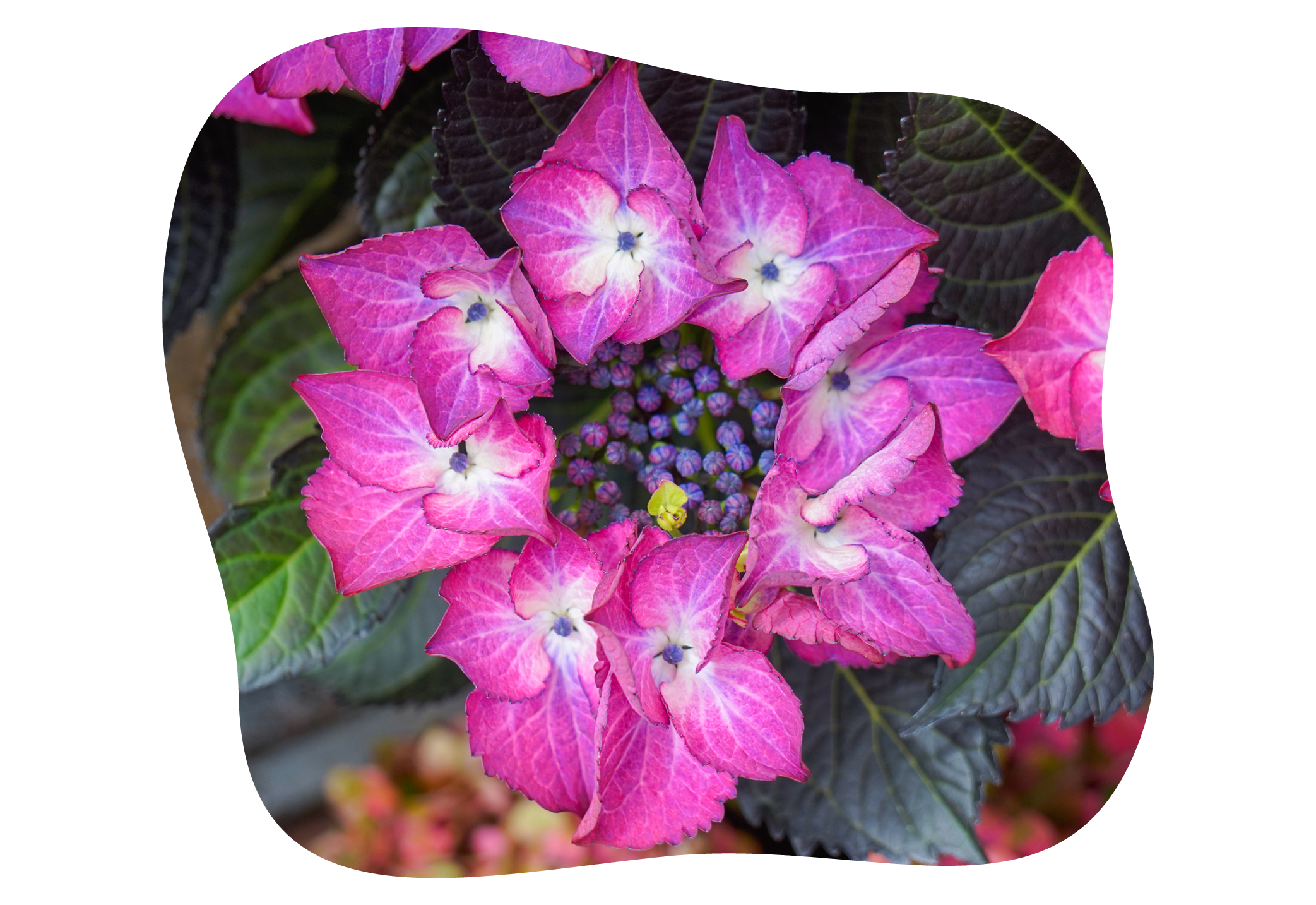 hortensie_black_diamonds_juli_kiefls_welt_in_gauting_bei_muenchen_2.png
