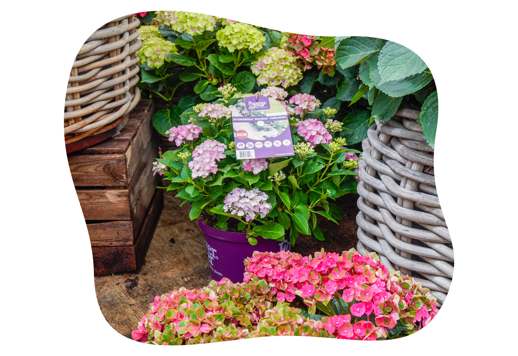 hortensie_forever_and_ever_pink_juli_kiefls_welt_in_gauting_bei_muenchen_1.png