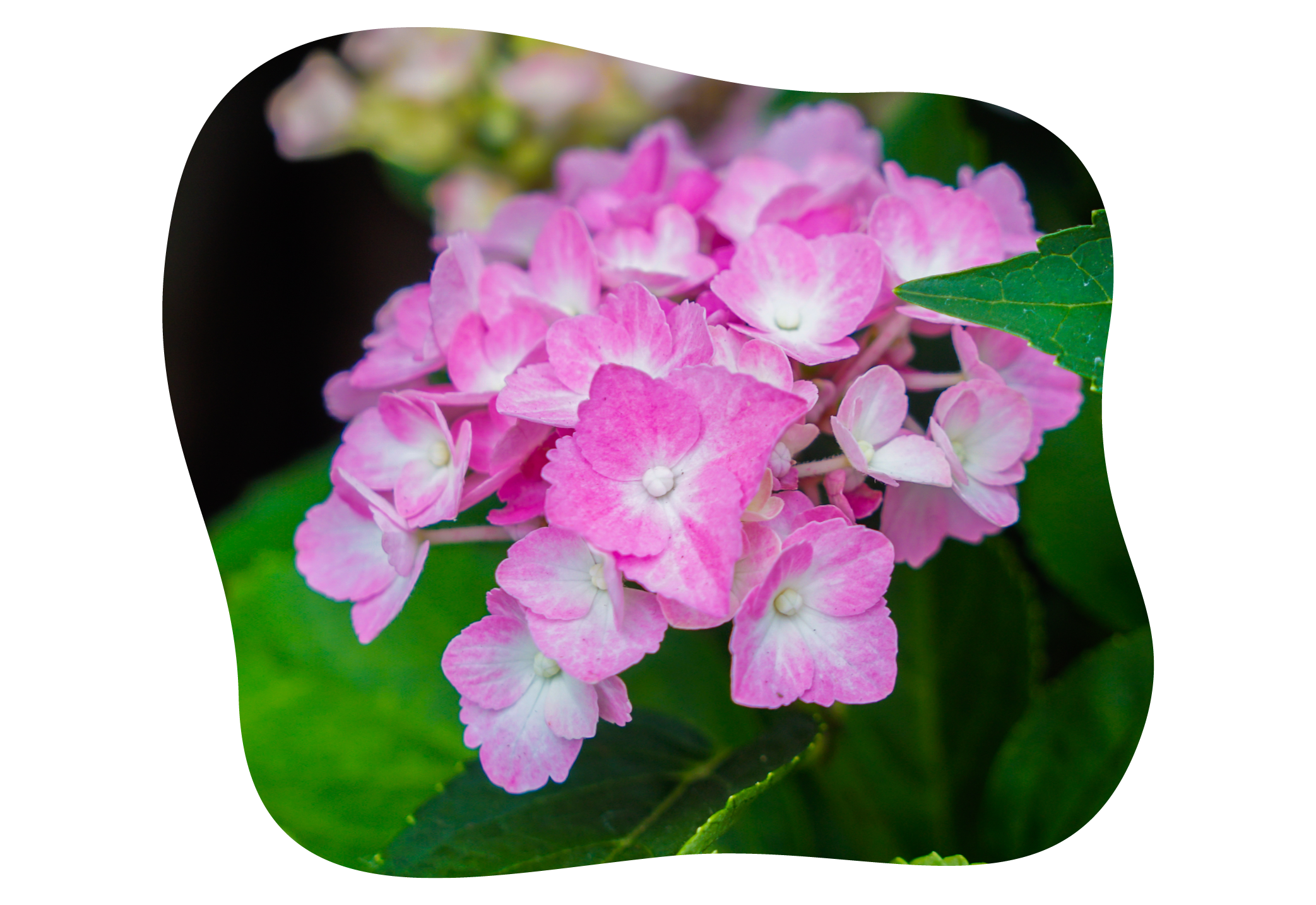 hortensie_forever_and_ever_pink_juli_kiefls_welt_in_gauting_bei_muenchen_2.png