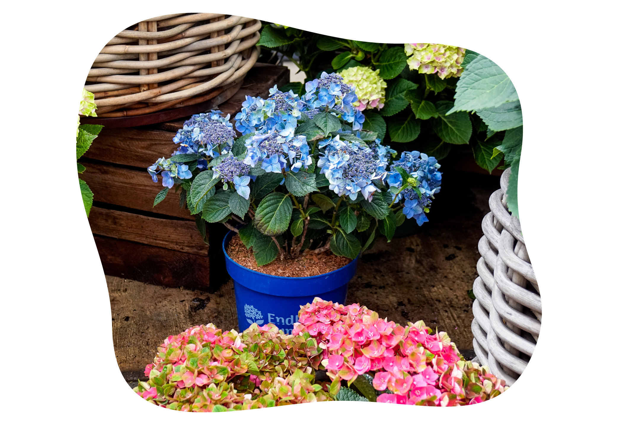hortensie_pop_star_juli_kiefls_welt_in_gauting_bei_muenchen_1.png