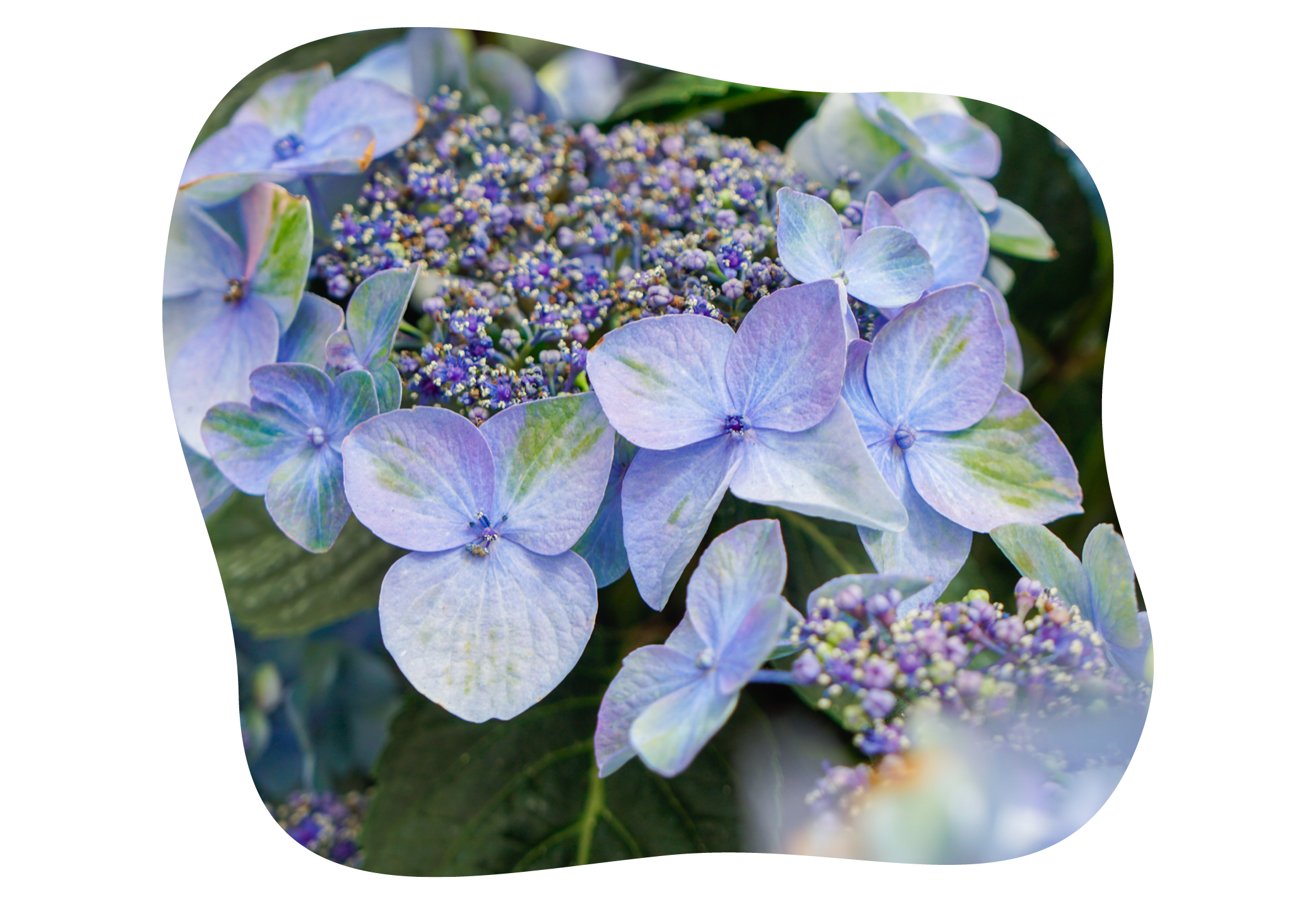 hortensie_pop_star_juli_kiefls_welt_in_gauting_bei_muenchen_2.png