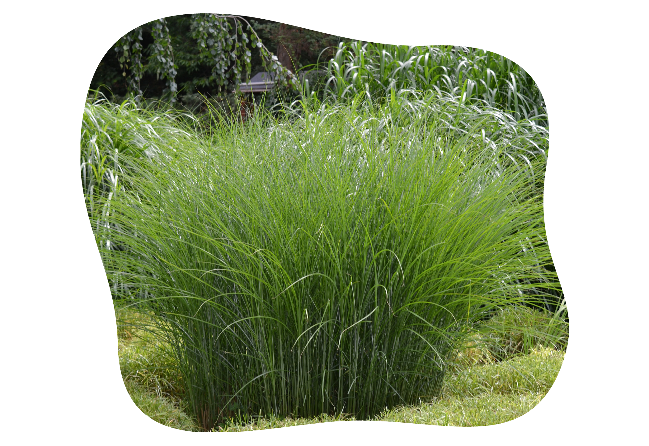 chinaschilf_sorte_gracillimus_kiefls_welt_in_gauting_bei_muenchen_.png