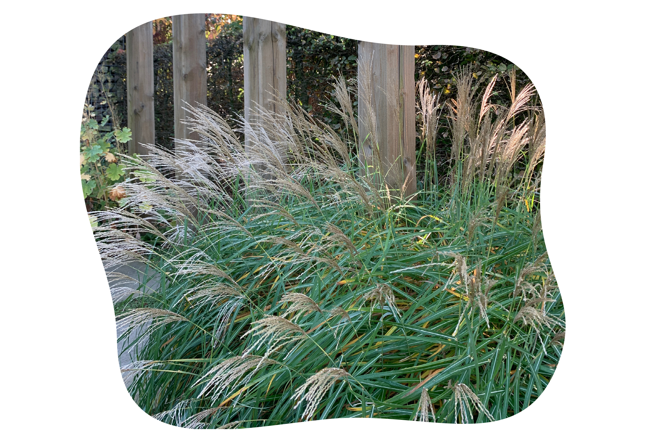 chinaschilf_sorte_kleine_silberspinne_kiefls_welt_in_gauting_bei_muenchen_.png