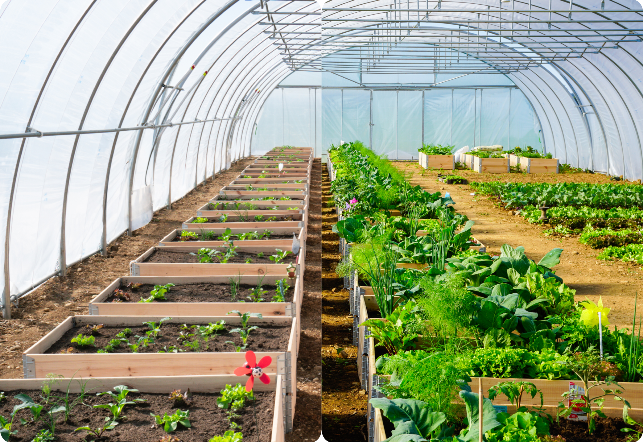 Kiefl Erlebnis-Acker Ackerkisten vorher - nachher Bild