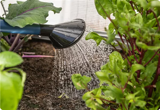 Richtig gießen im Sommer
