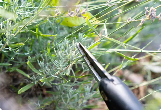 Stauden zurückschneiden