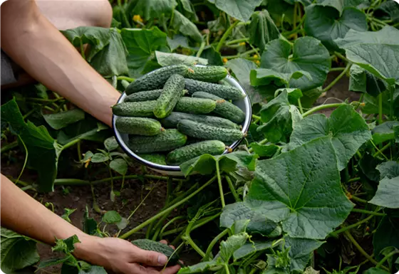 Gemüsegarten im Juli