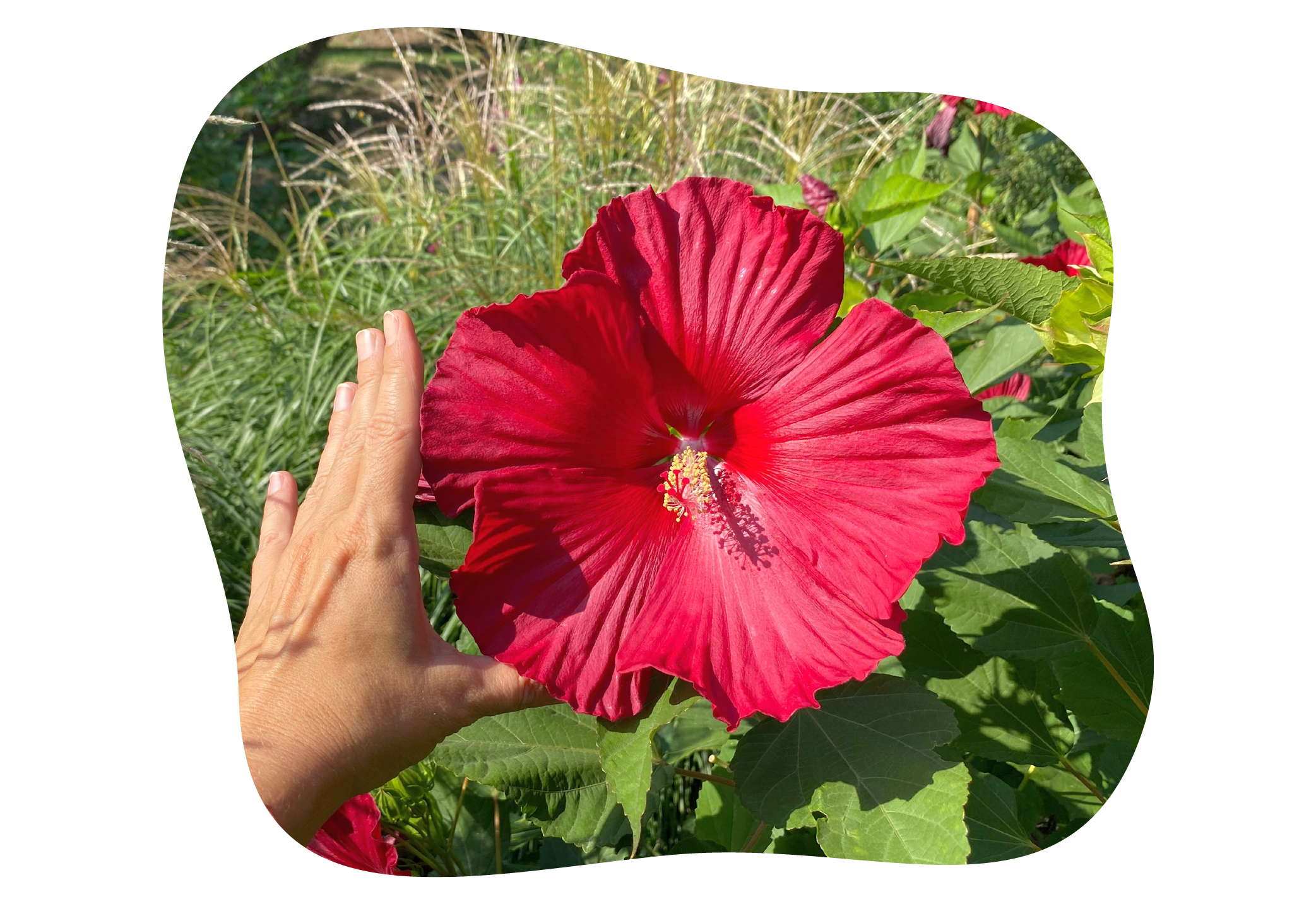 hibiscus-moscheutos-1.png