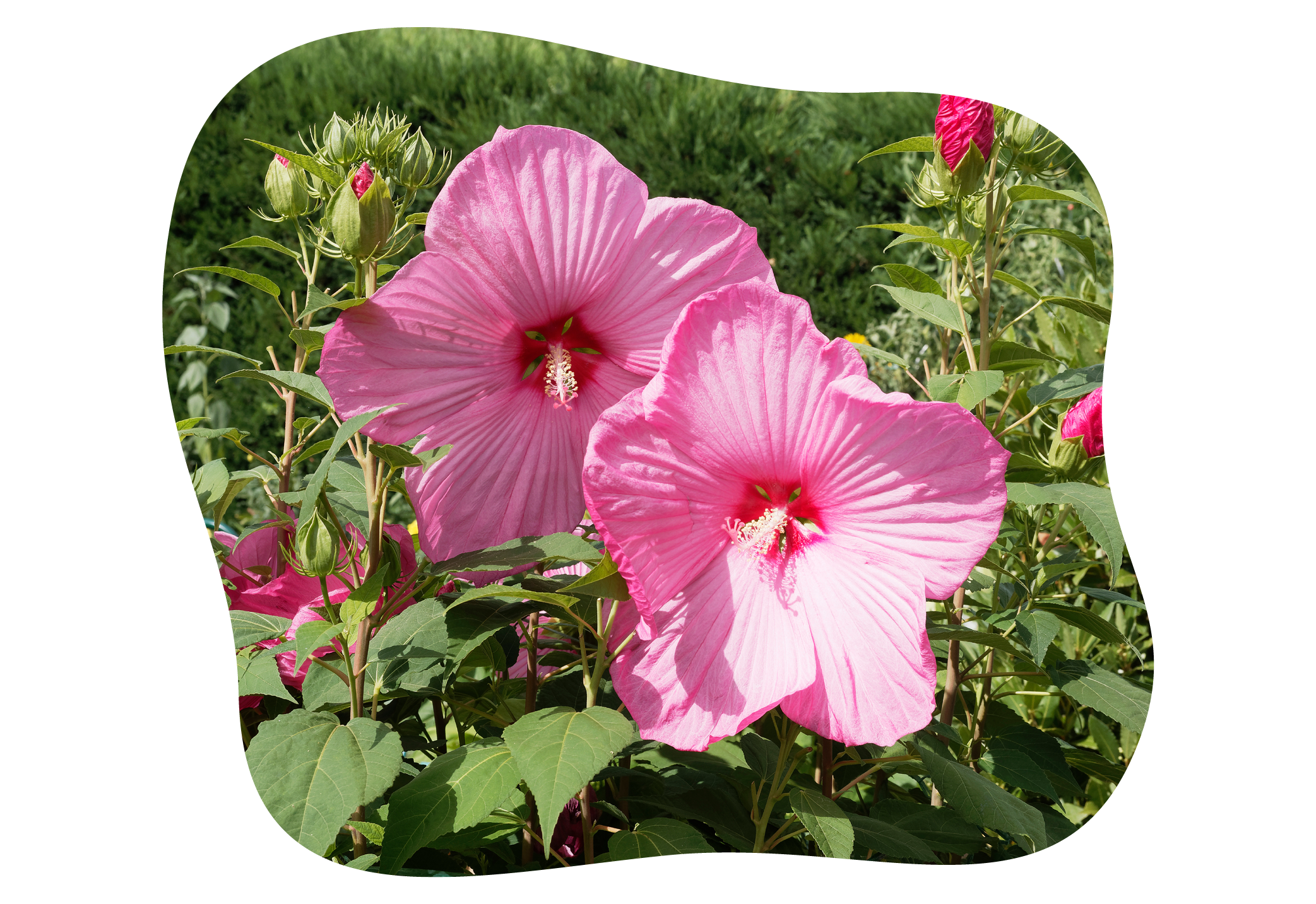 hibiscus-moscheutos-3.png