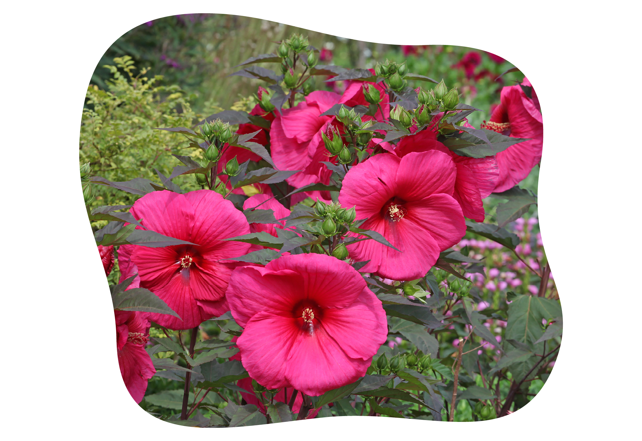 hibiscus-moscheutos-2.png
