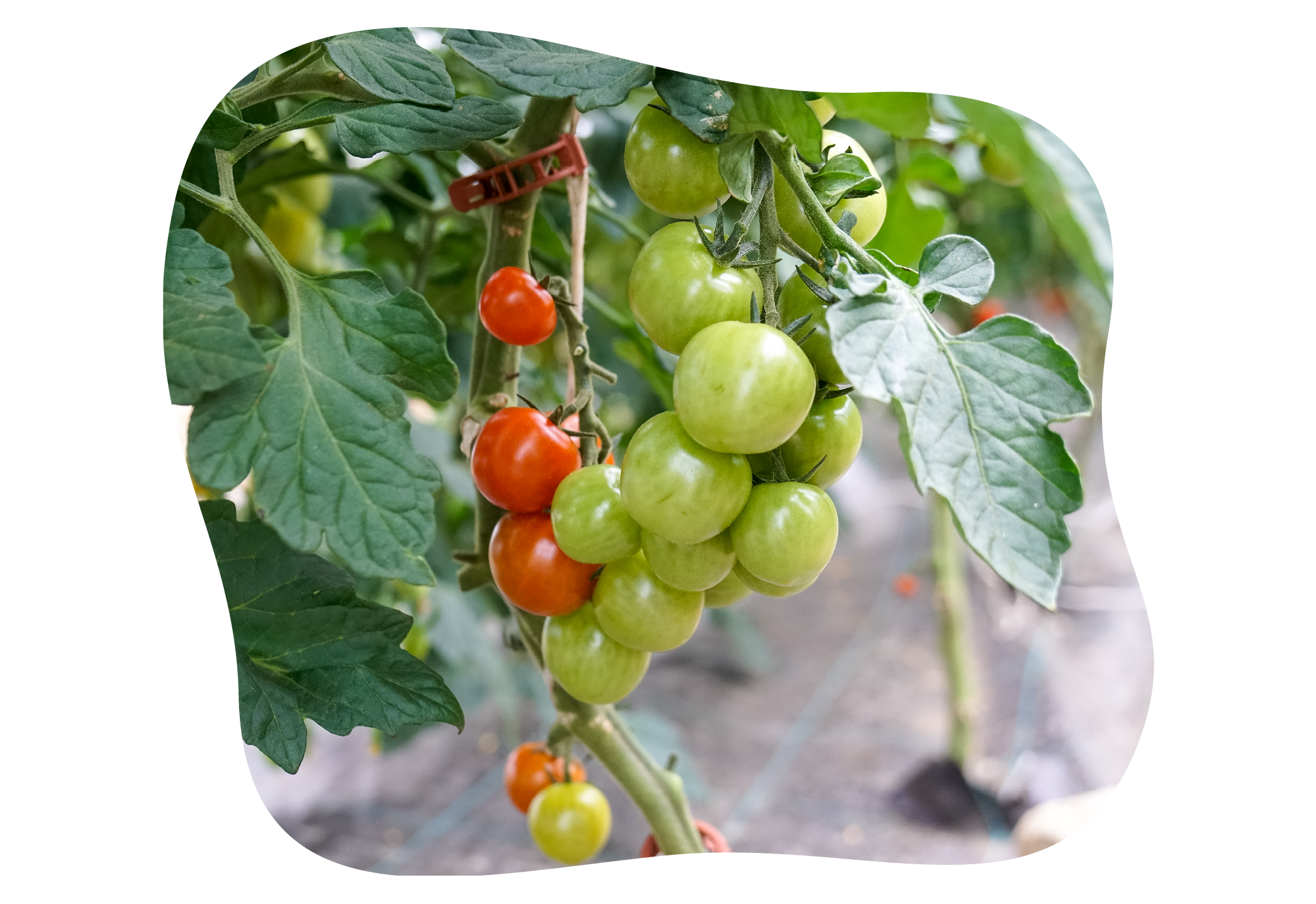 tomaten_kiefl_erlebnis_acker_kiefls_welt_in_gauting_bei_muenchen_.png