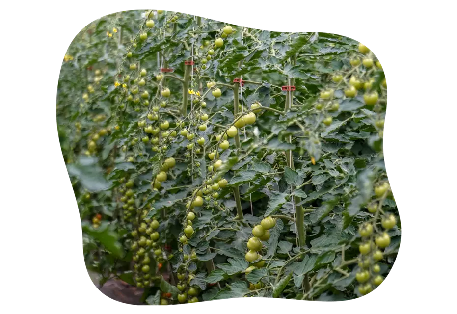 tomaten_kiefl_erlebnis_acker_kiefls_welt_in_gauting_bei_muenchen_4.png
