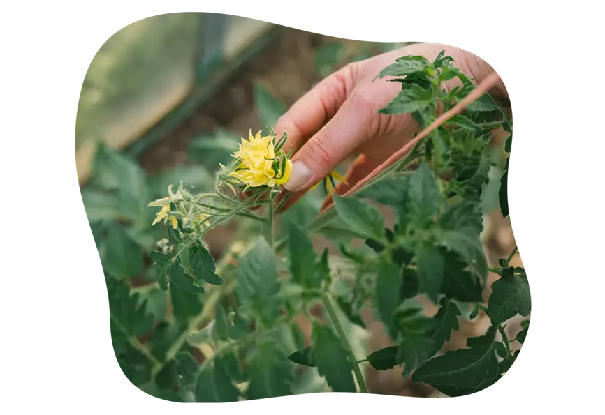 Jetzt Tomatenblüten ausbrechen 