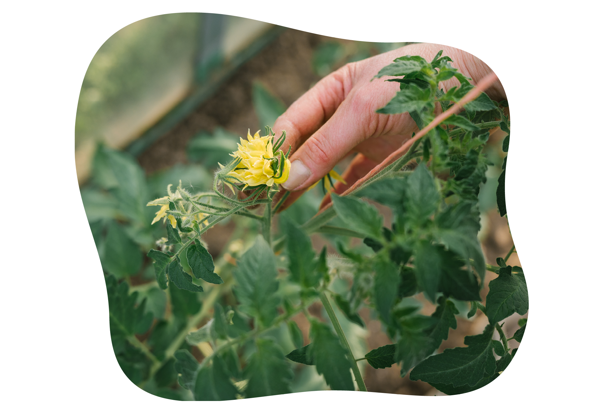 tomatenblueten-ausbrechen-im-gartencenter-kiefl-in-gauting-bei-muenchen.png