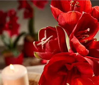 AMARYLLIS