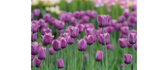 JETZT PFLANZEN, SPäTER STAUNEN! JETZT PFLANZEN, SPäTER STAUNEN!