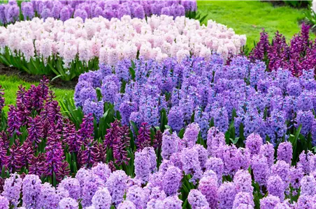 JETZT PFLANZEN, SPäTER STAUNEN! JETZT PFLANZEN, SPäTER STAUNEN!