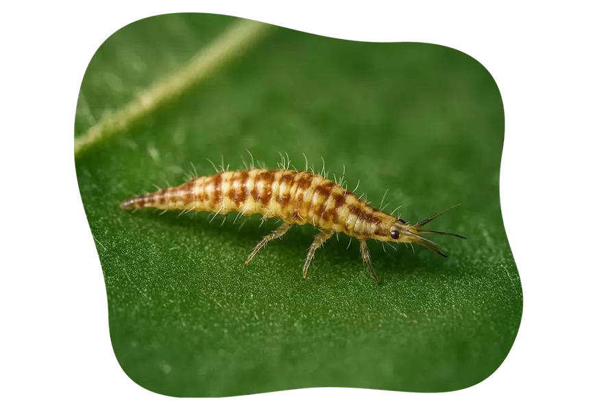 florfliegeb-larven_kiefls_welt_in_gauting_bei_muenchen_KW35-25.png