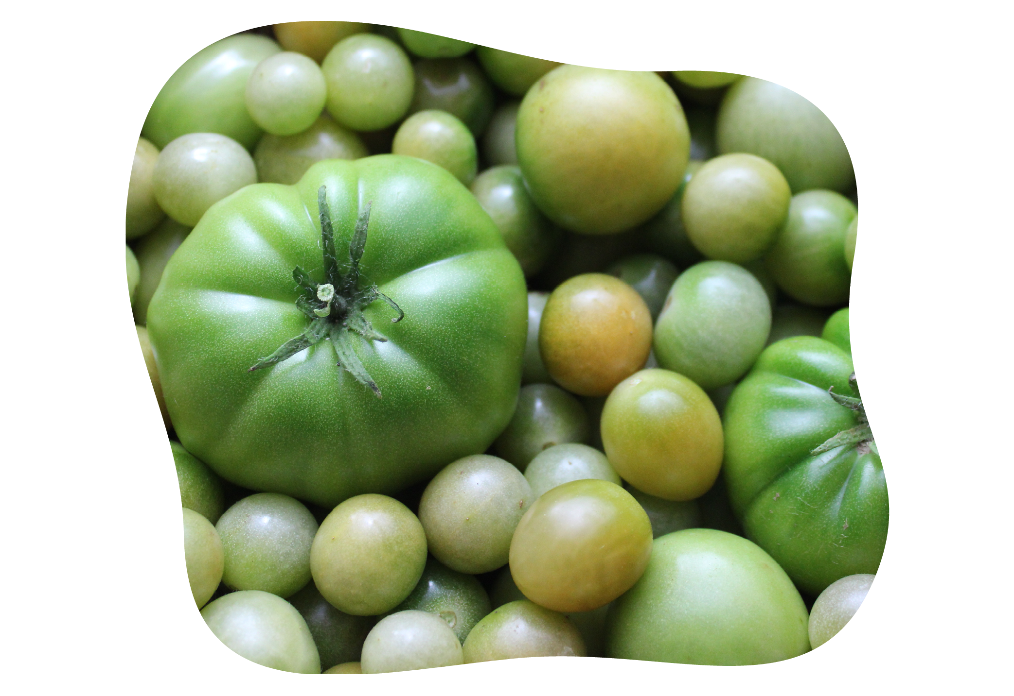 grünes-ketchup-rezept-bild-kiefls-welt-in-gauting-bei-muenchen-2.png