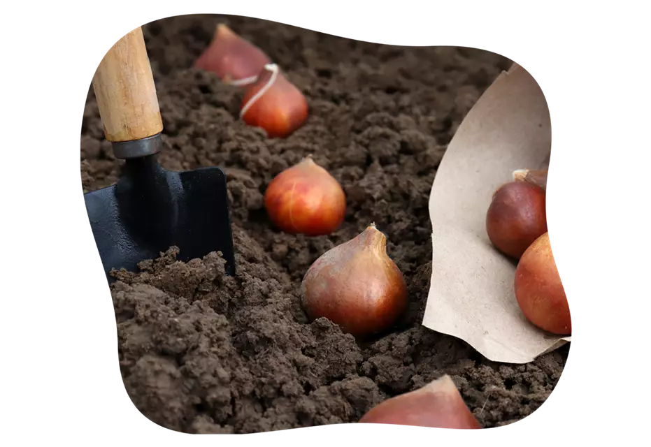 blumenzwiebeln-tipps-bild-kiefls-welt-in-gauting-bei-muenchen-1.png
