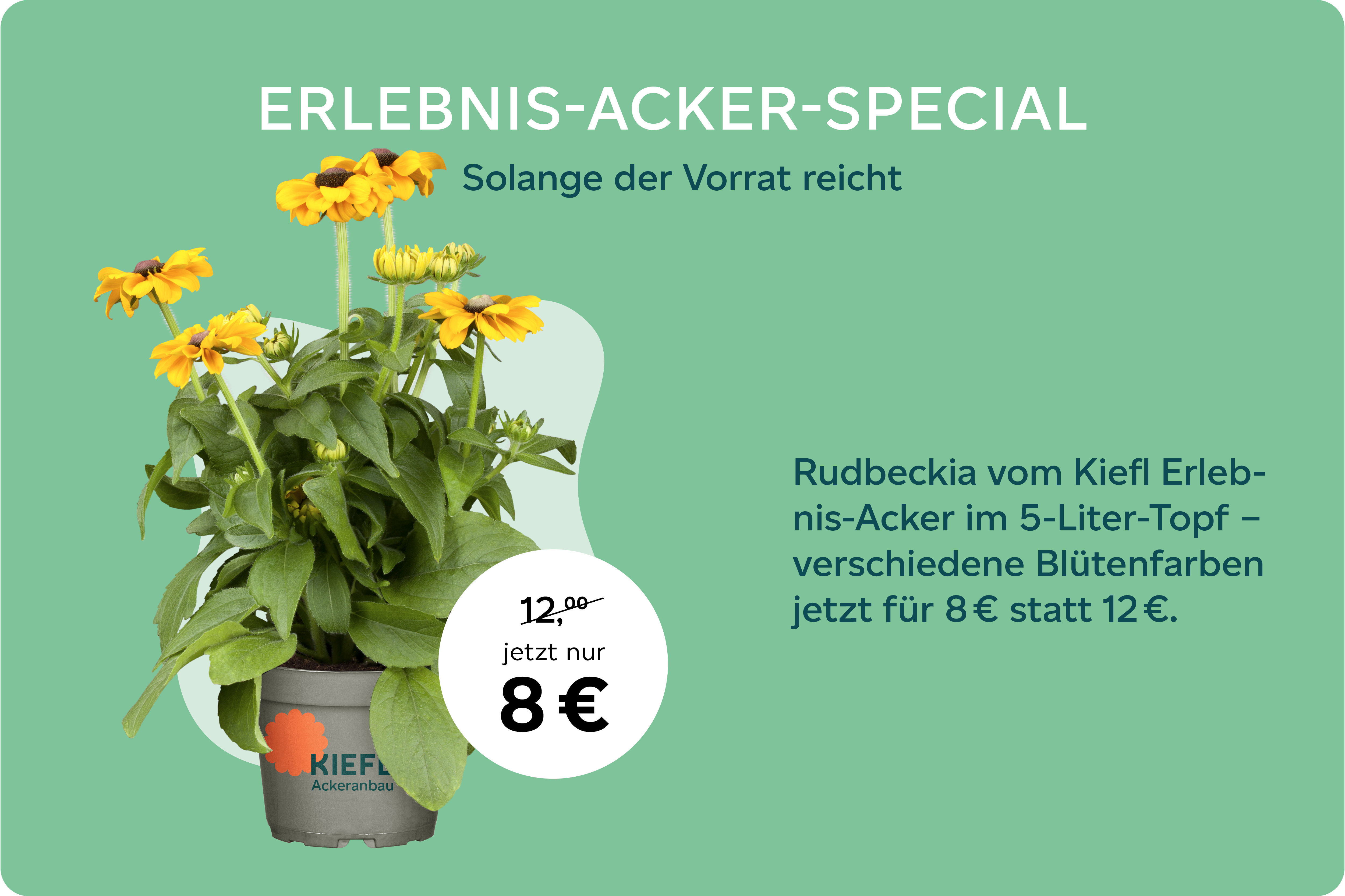 angebot-aus-kiefls-welt-gartencenter-kiefl-in-gauting-bei-muenchen_rudbeckia_tomaten.png