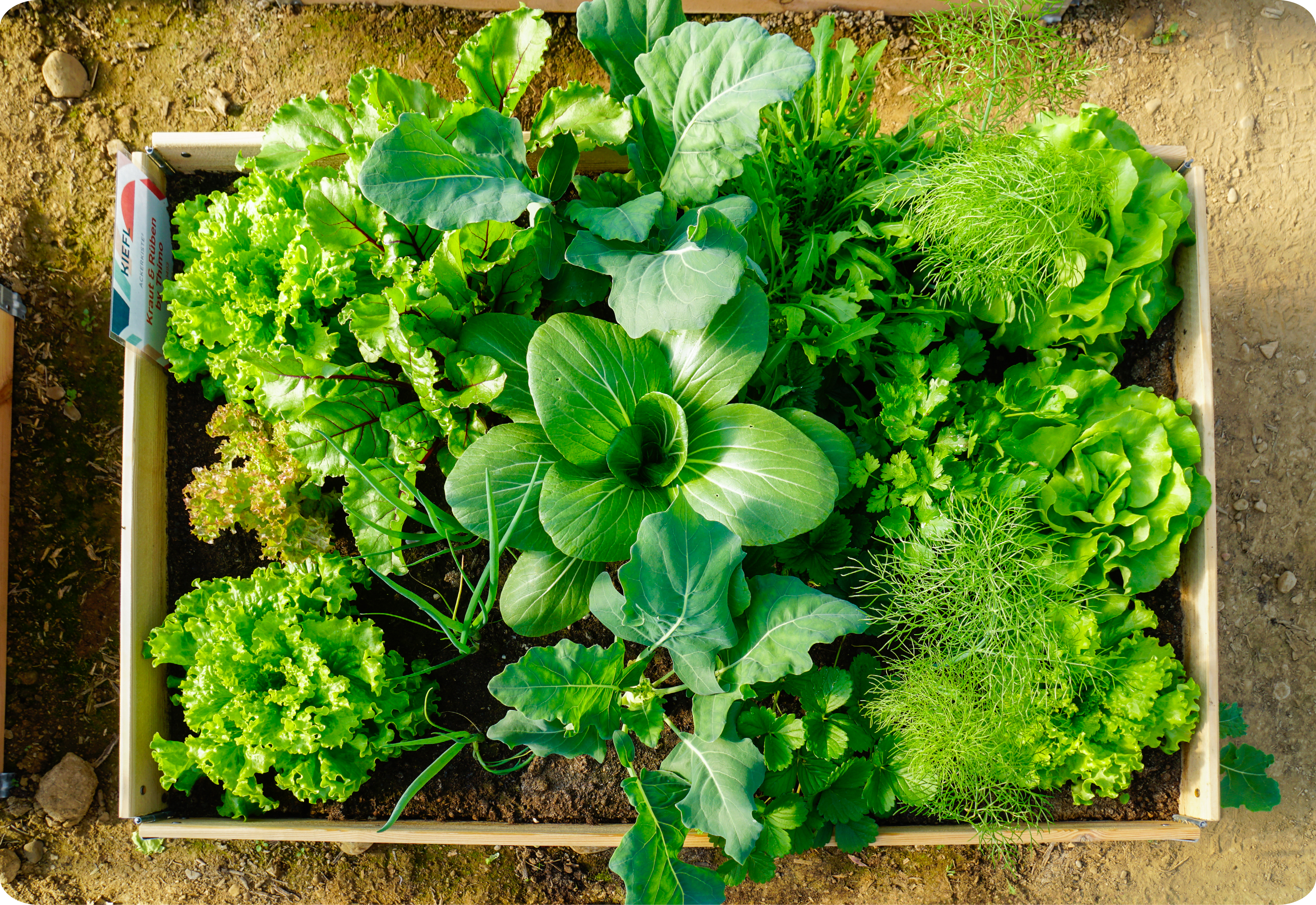 Ackerkiste von oben mit Gemüse