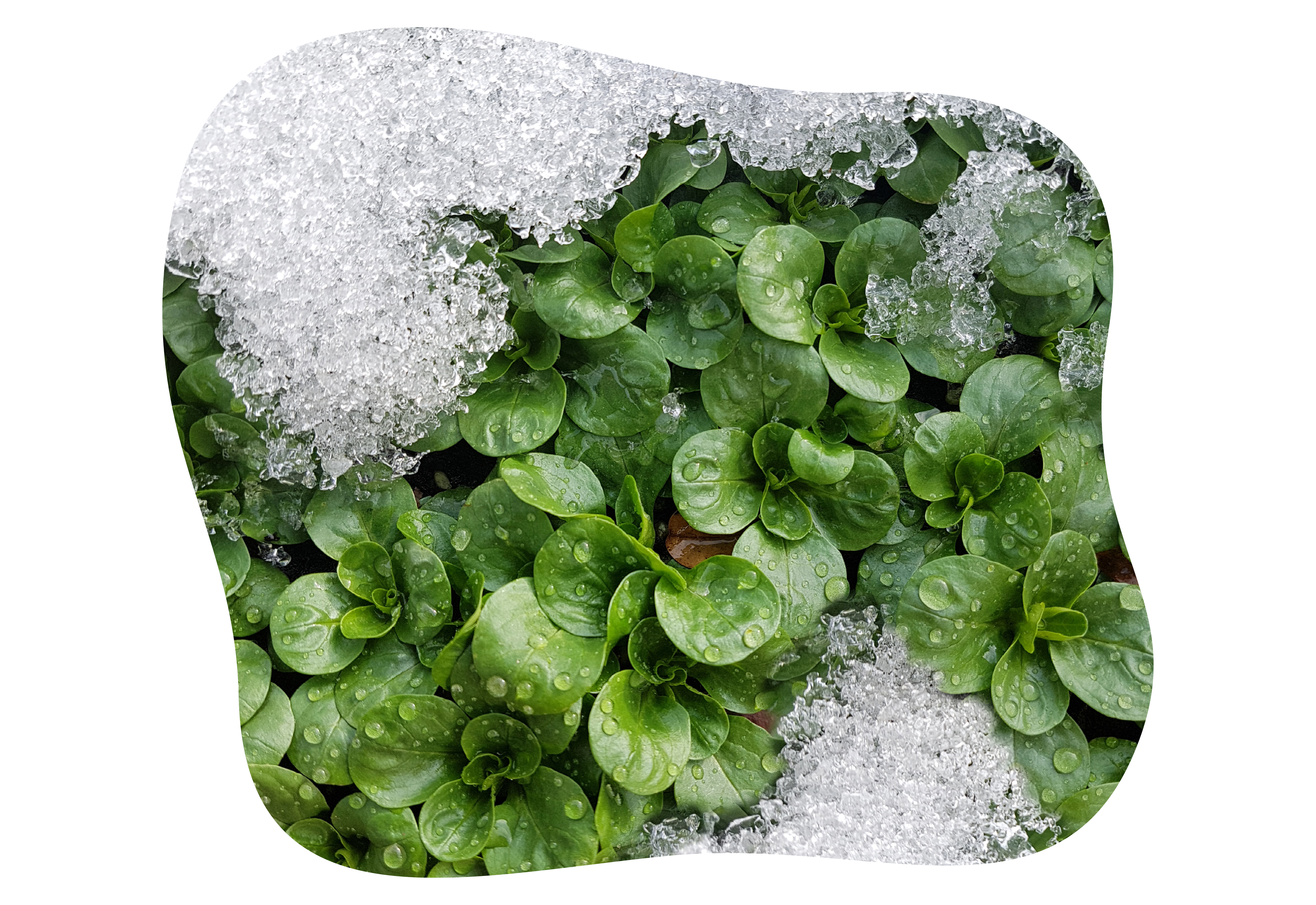 herbst_und_wintersalate_feldsalat_im_winter_kiefls_welt_in_gauting_bei_muenchen_.png