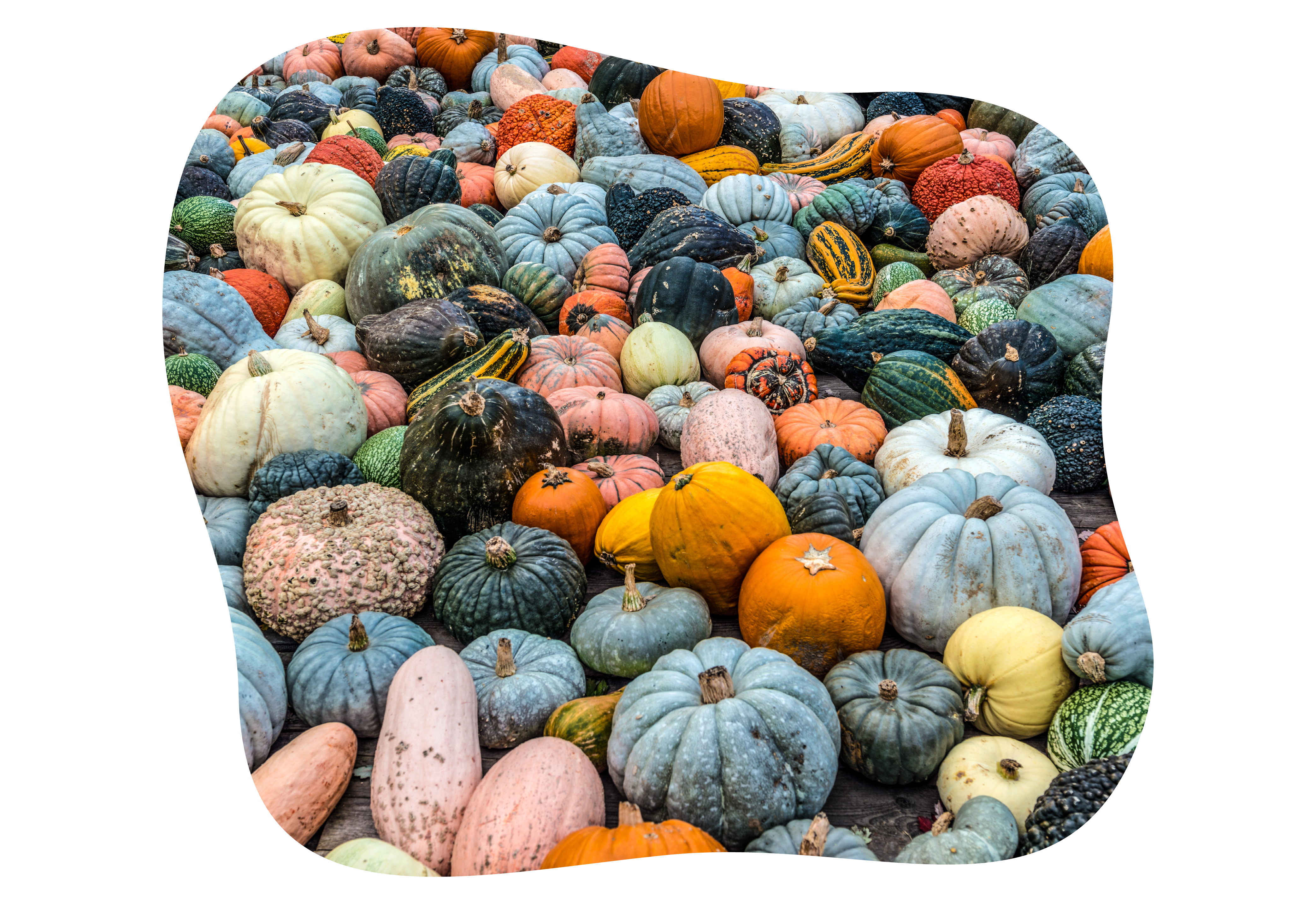 Weitere Speisekürbisse - Noch mehr Kürbisvielfalt