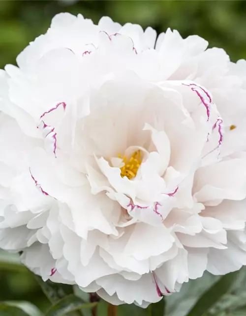 Asiatische Pfingstrose