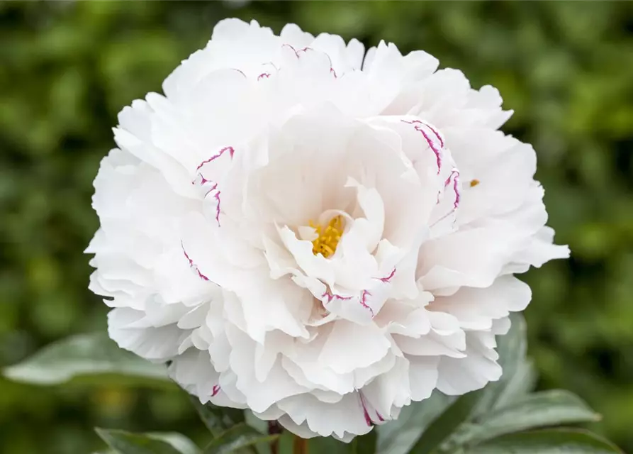 Asiatische Pfingstrose