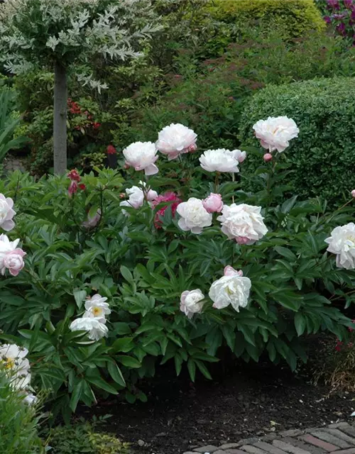 Asiatische Pfingstrose