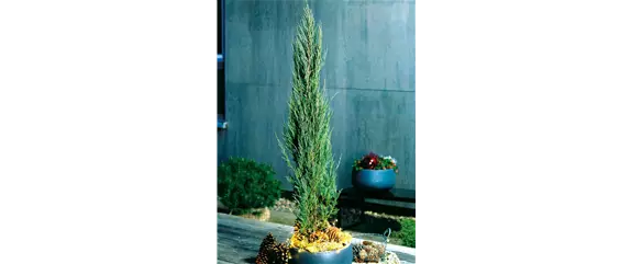 LICHTBLICKE IM WINTER-GARTEN!