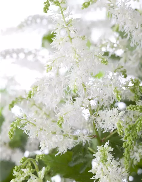 Arends Garten-Prachtspiere 'Brautschleier'