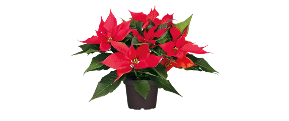 WEIHNACHTEN BEGINNT ZUHAUSE!