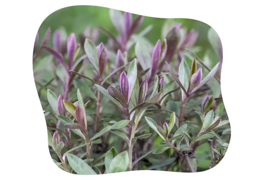 calluna-alternativen_hebe_kiefls_welt_in_gauting_bei_muenchen.png