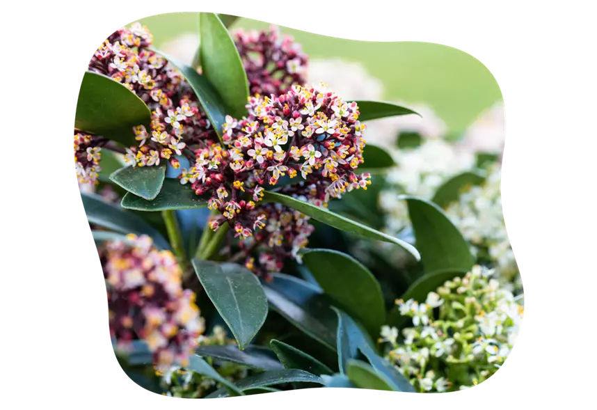 calluna-alternativen_skimmia_kiefls_welt_in_gauting_bei_muenchen.png
