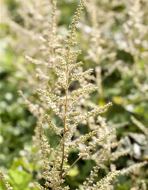 Arends Garten-Prachtspiere 'Brautschleier'