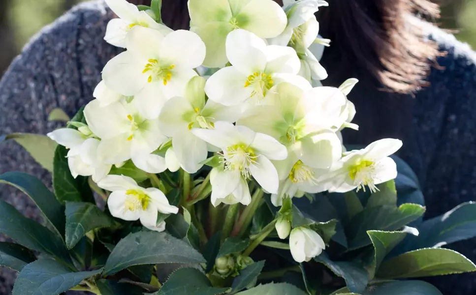 Videos - Alles rund um's Thema Pflanze Videos - Alles rund um's Thema Pflanze