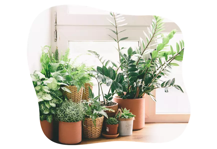 zimmerpflanzen-im-winter-richtig-pflegen_kiefls_welt_in_gauting_bei_muenchen_2.png