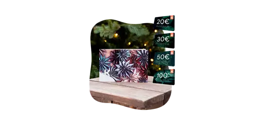 Motiv-Gutschein Papiersterne 