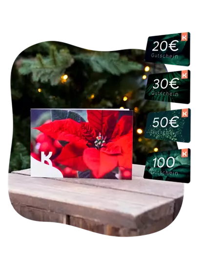 Motiv-Gutschein Weihnachtsstern 