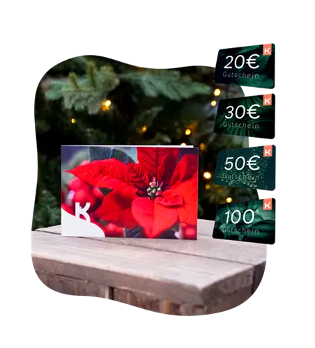 Motiv-Gutschein Weihnachtsstern 