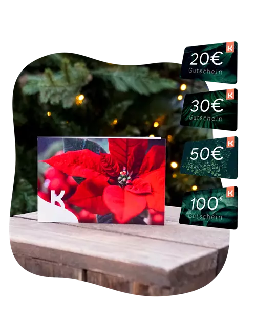 Motiv-Gutschein Weihnachtsstern 