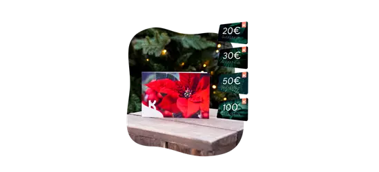 Motiv-Gutschein Weihnachtsstern 