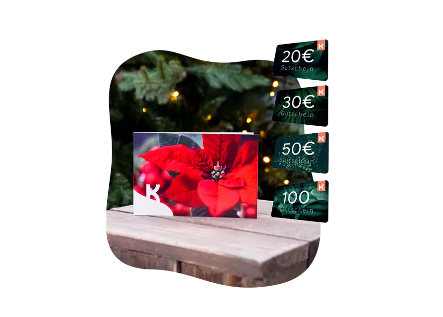 Motiv-Gutschein Weihnachtsstern 