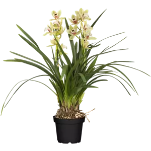 Cymbidium