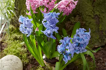 Hyazinthe